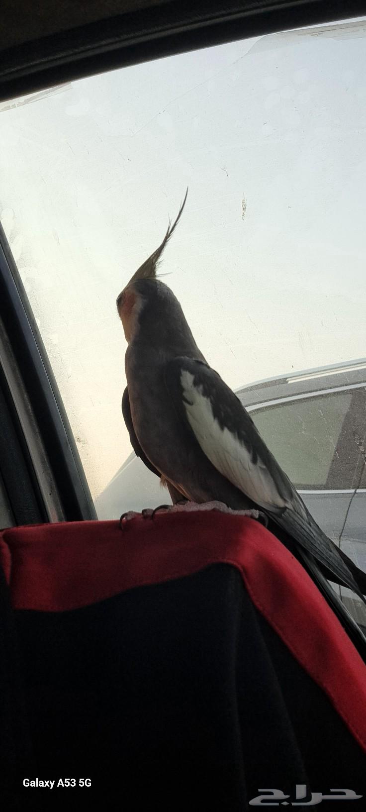 عرض خاص كروانين جوز زكر ونثى اليفين64439609865089110