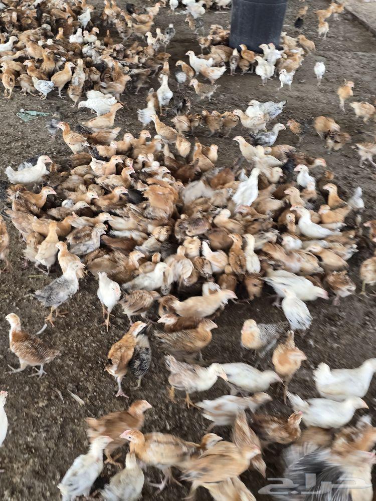 Homemade sauce for 1.5 months of starters64441526550914110