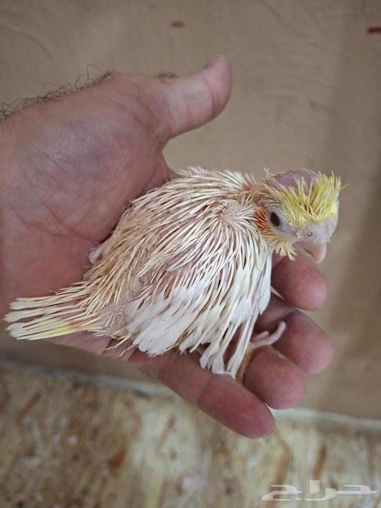 فروخ كروان لاتينو عيون حمر ( تم البيع)64438525016450113