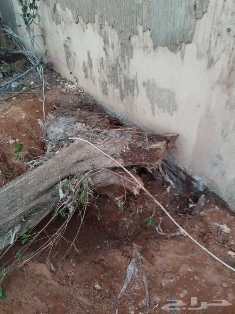 Tree and natural turf cutting64459943049731111