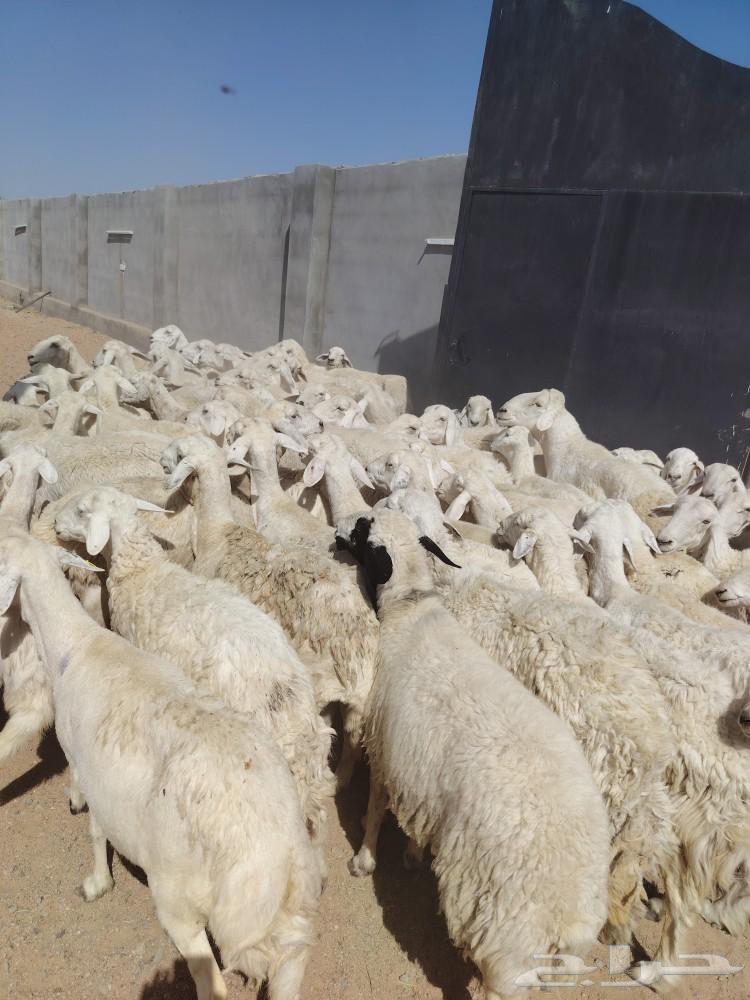 غنم حريه حرش طيبه64435686625667110