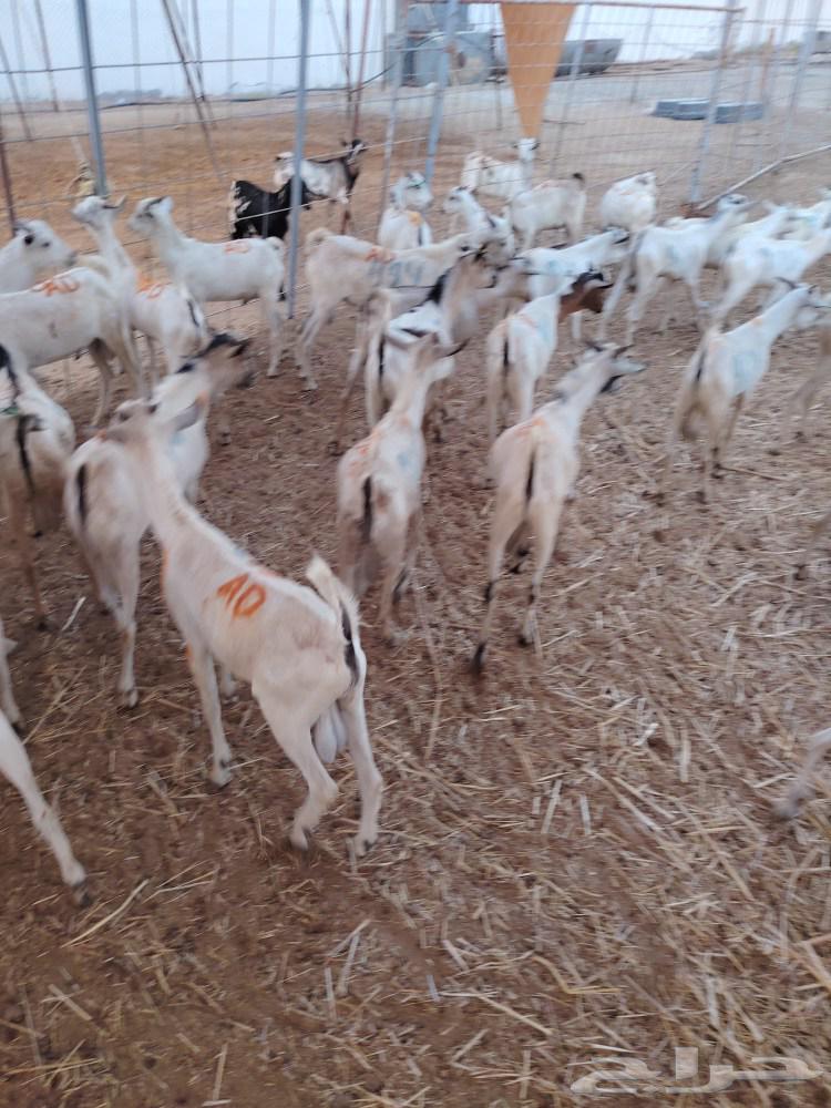 تيوس صومالي جذعان السعر 50064436132652417113