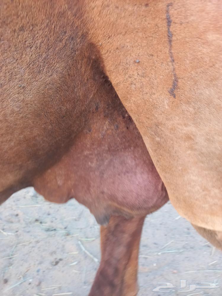 ناقه ملاقي باخره64436641876227114