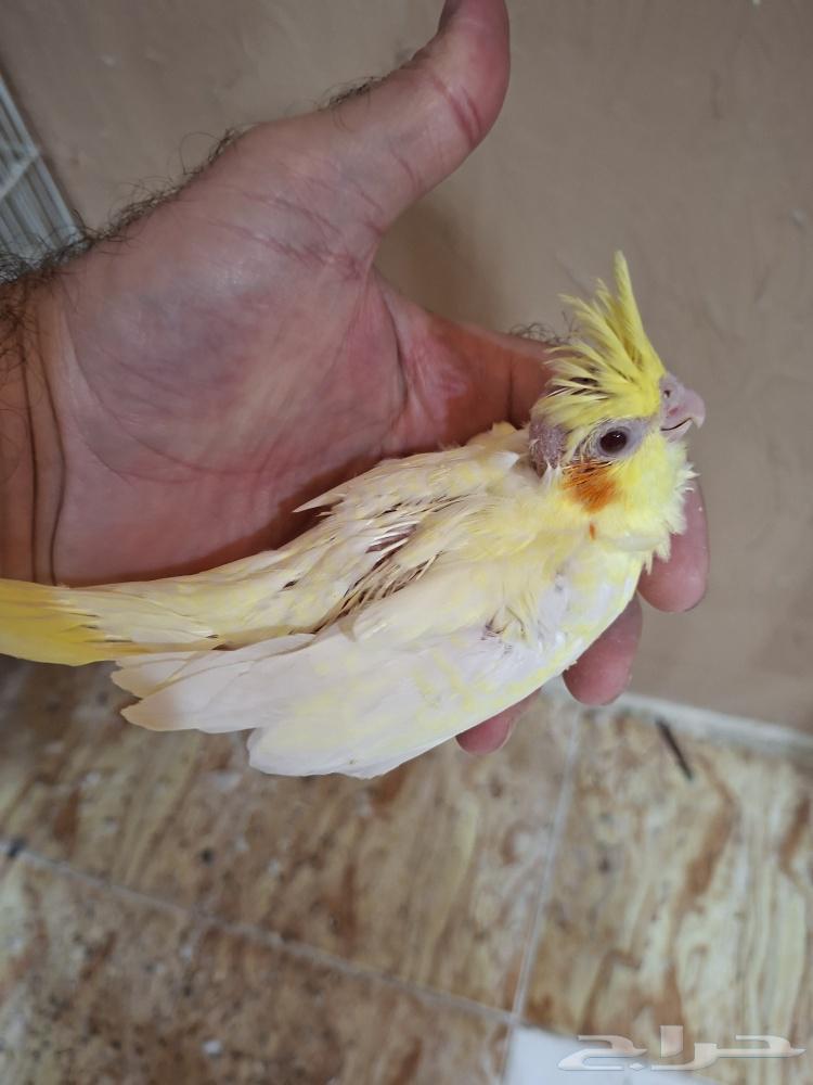 فروخ كروان لاتينو عيون حمر ( تم البيع)64438525016450110