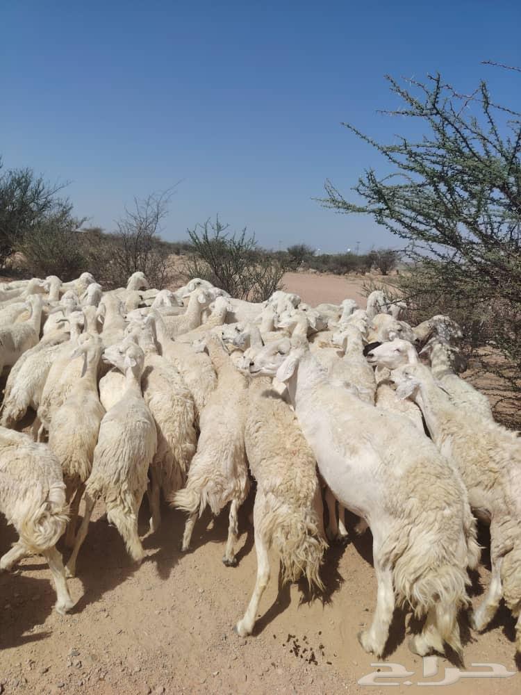 للبيع حري حرشش64435863172995110