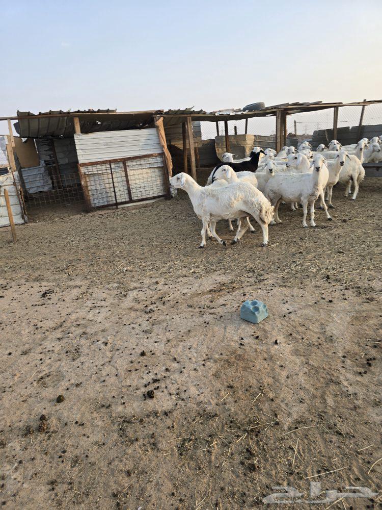 غنم حريات ولد ودفيع64438982166787111