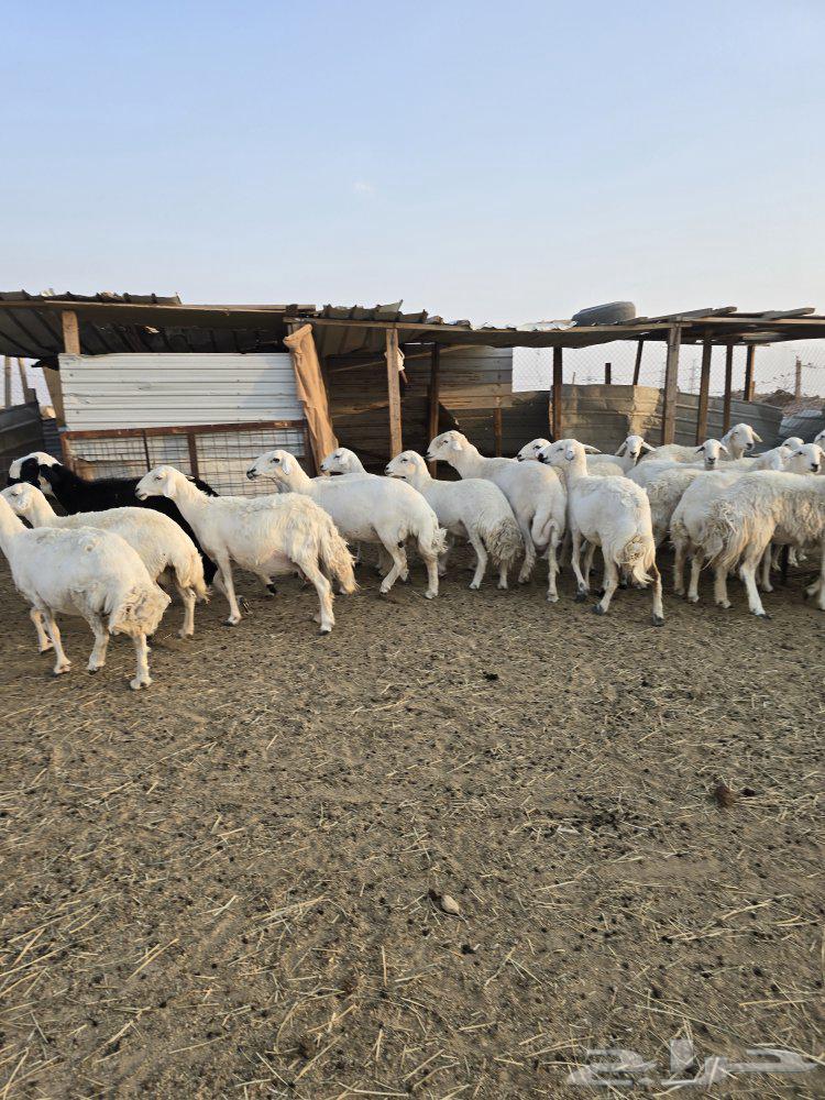 غنم حريات ولد ودفيع64438982166787110