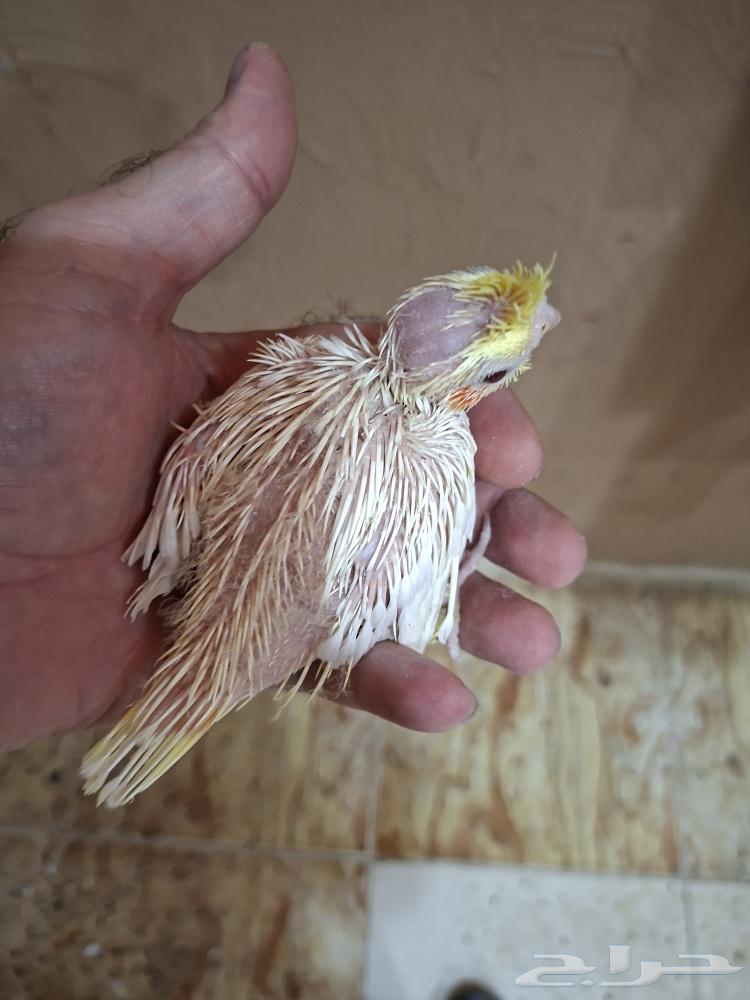 فروخ كروان لاتينو عيون حمر ( تم البيع)64438525016450112