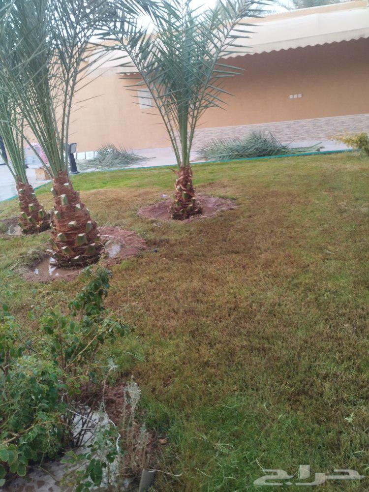 Tree and natural turf cutting64459943049731112