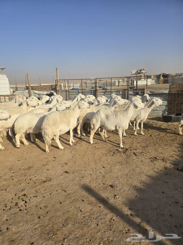 غنم حريات ولد ودفيع64438982166787114