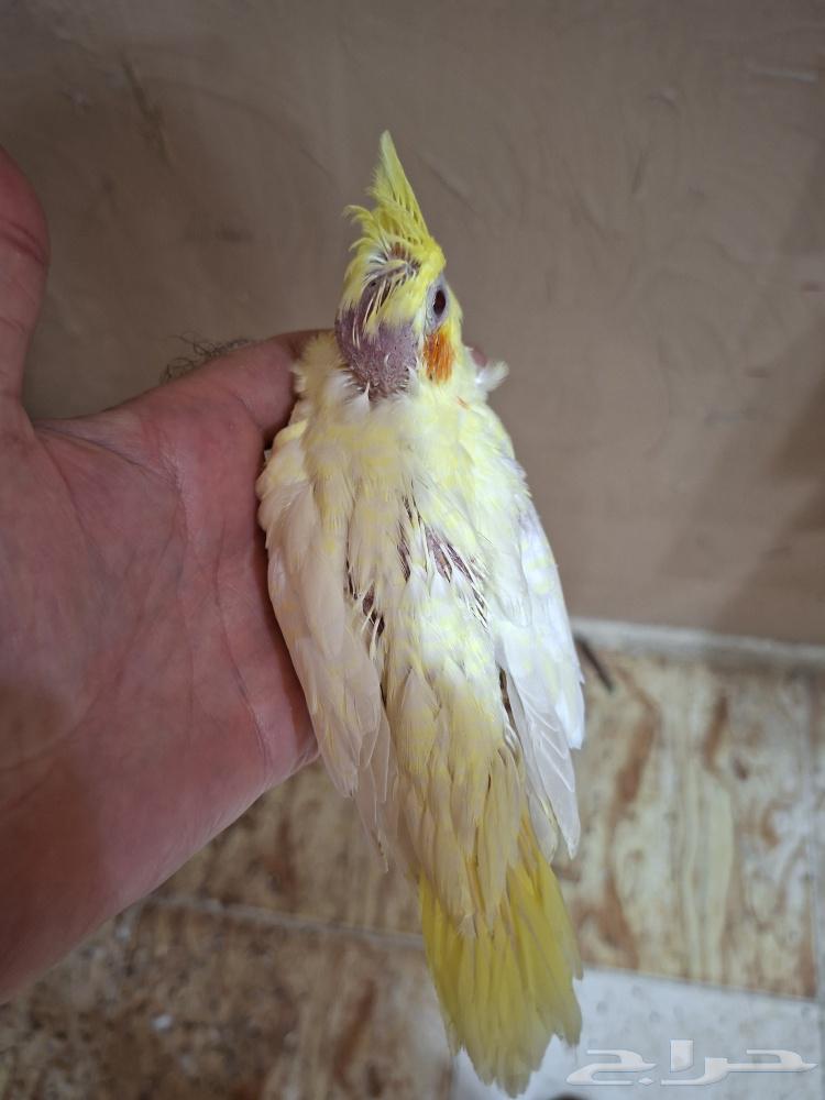 فروخ كروان لاتينو عيون حمر ( تم البيع)64438525016450111