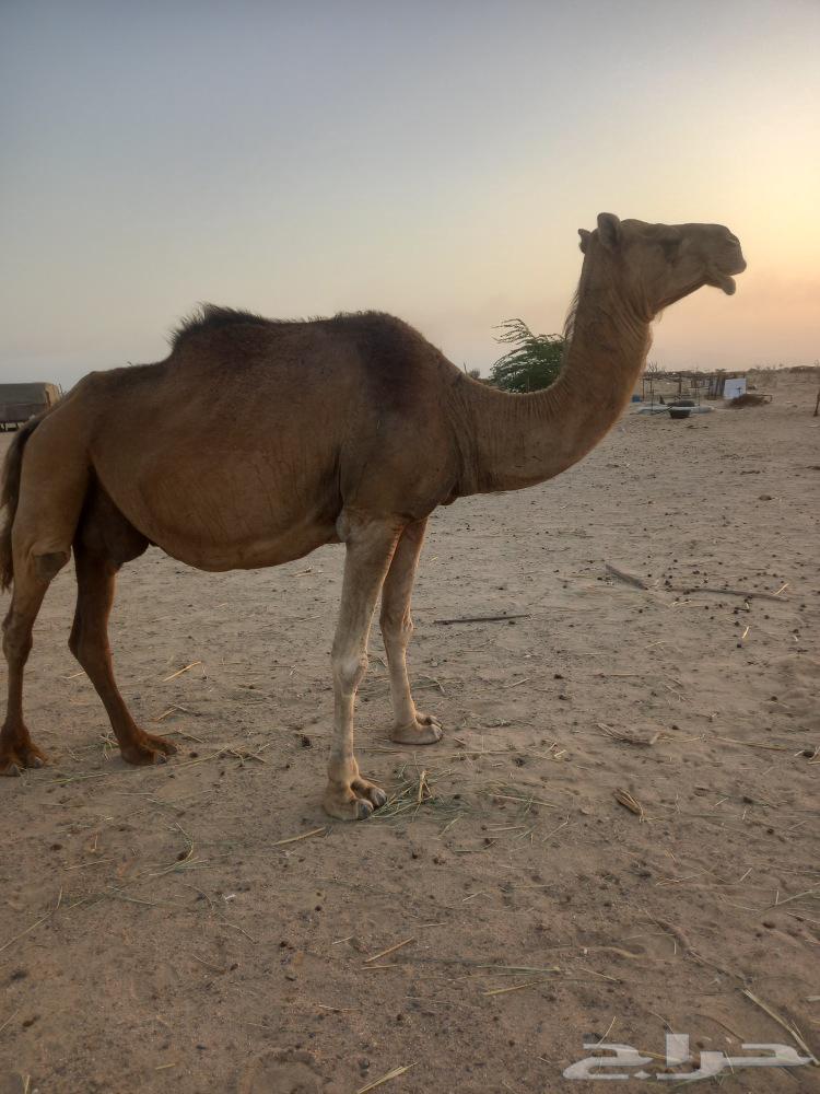 ناقه ملاقي باخره64436641876227112