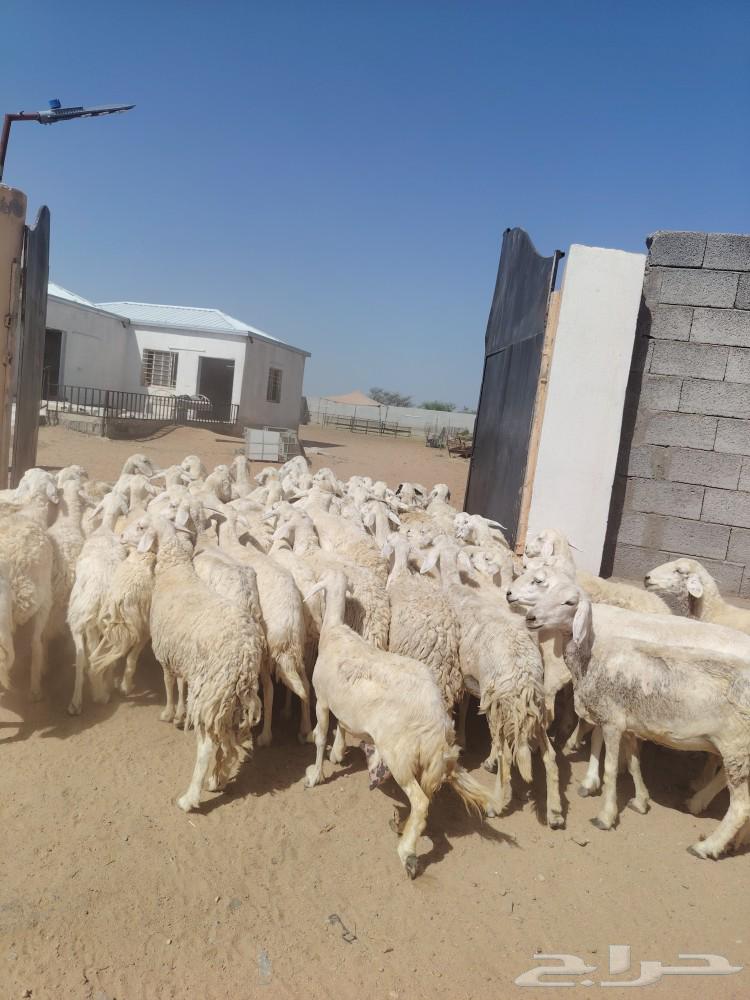 غنم حريه حرش طيبه64435686625667111