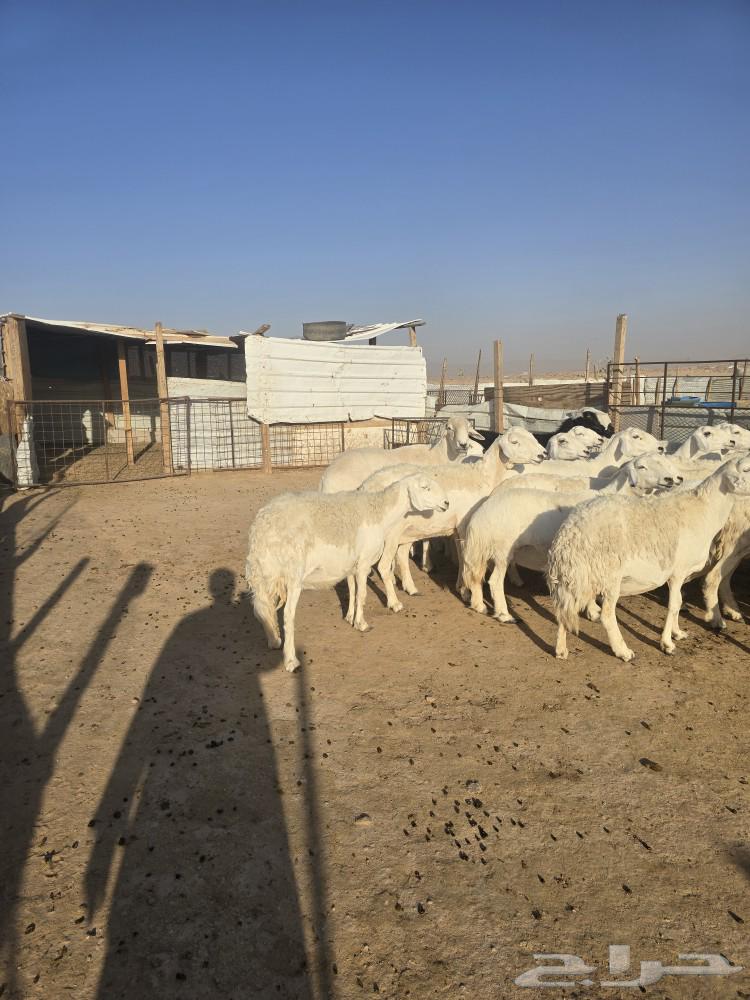 غنم حريات ولد ودفيع64438982166787112