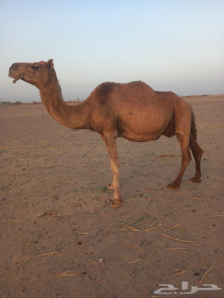 ناقه ملاقي باخره64436641876227111