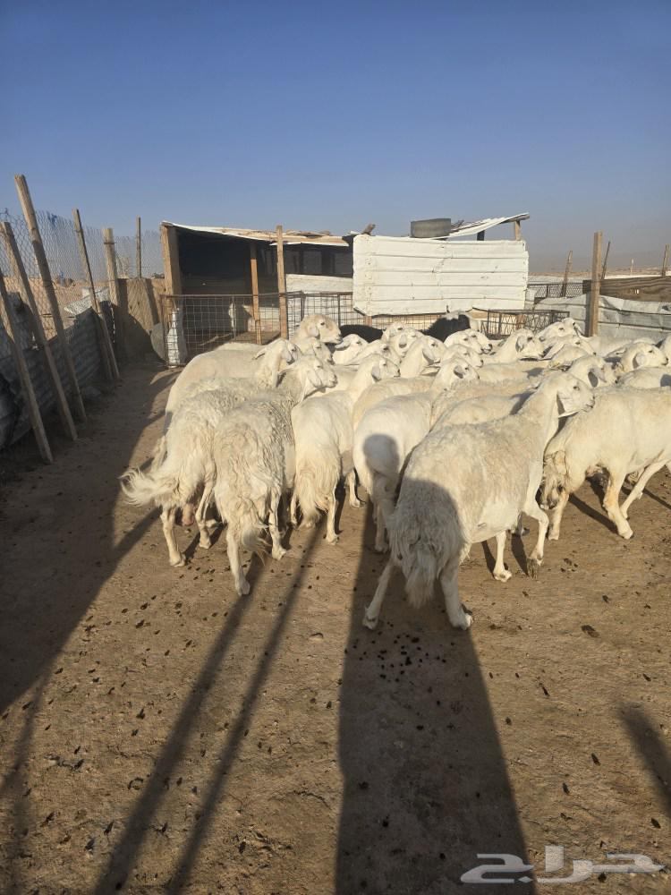 غنم حريات ولد ودفيع64438982166787113