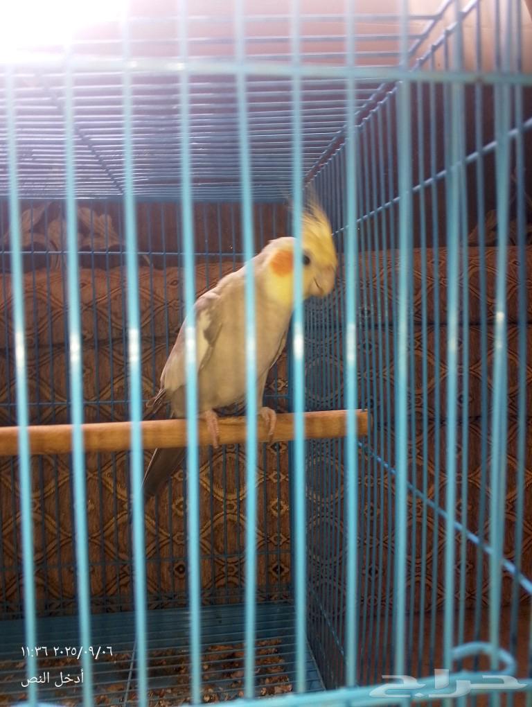 كروان لاتينو64436024740739113