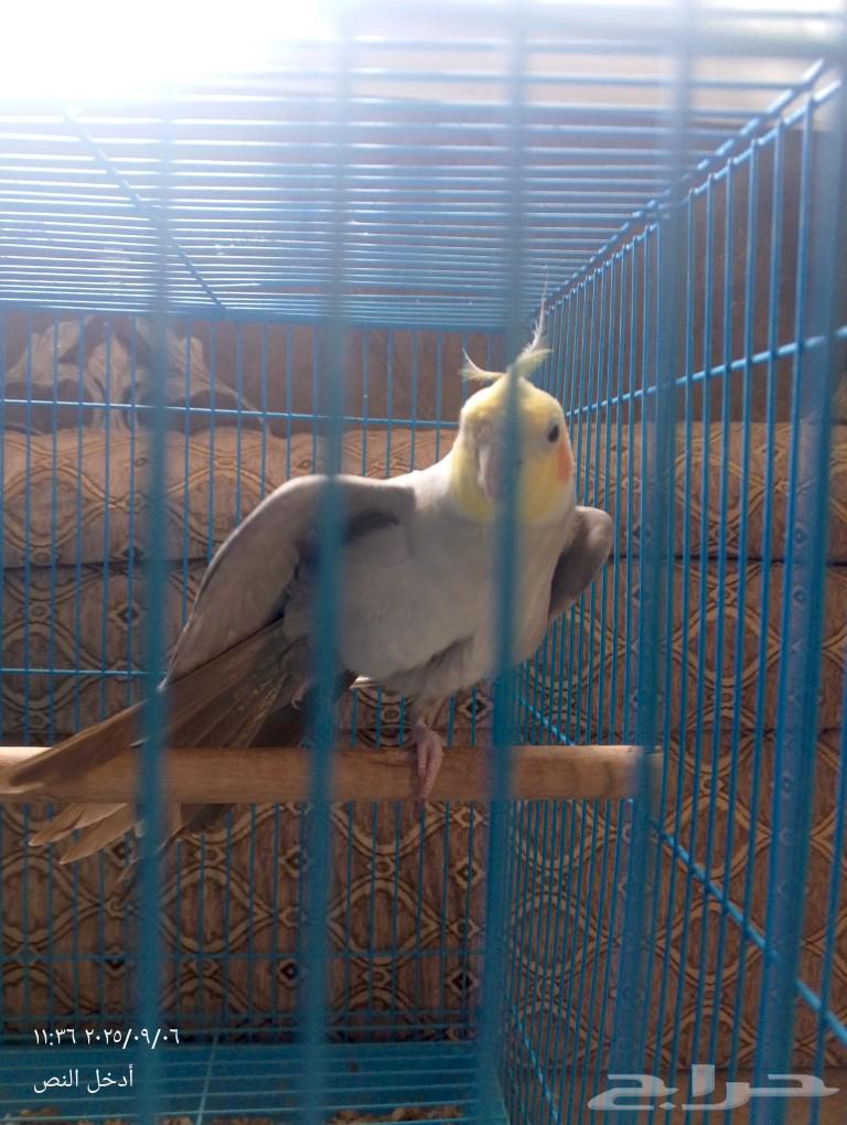 كروان لاتينو64436024740739112