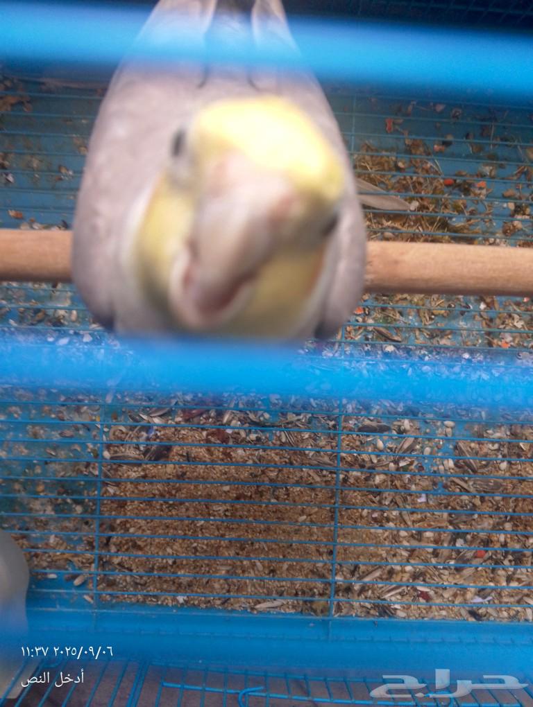 كروان لاتينو64436024740739114