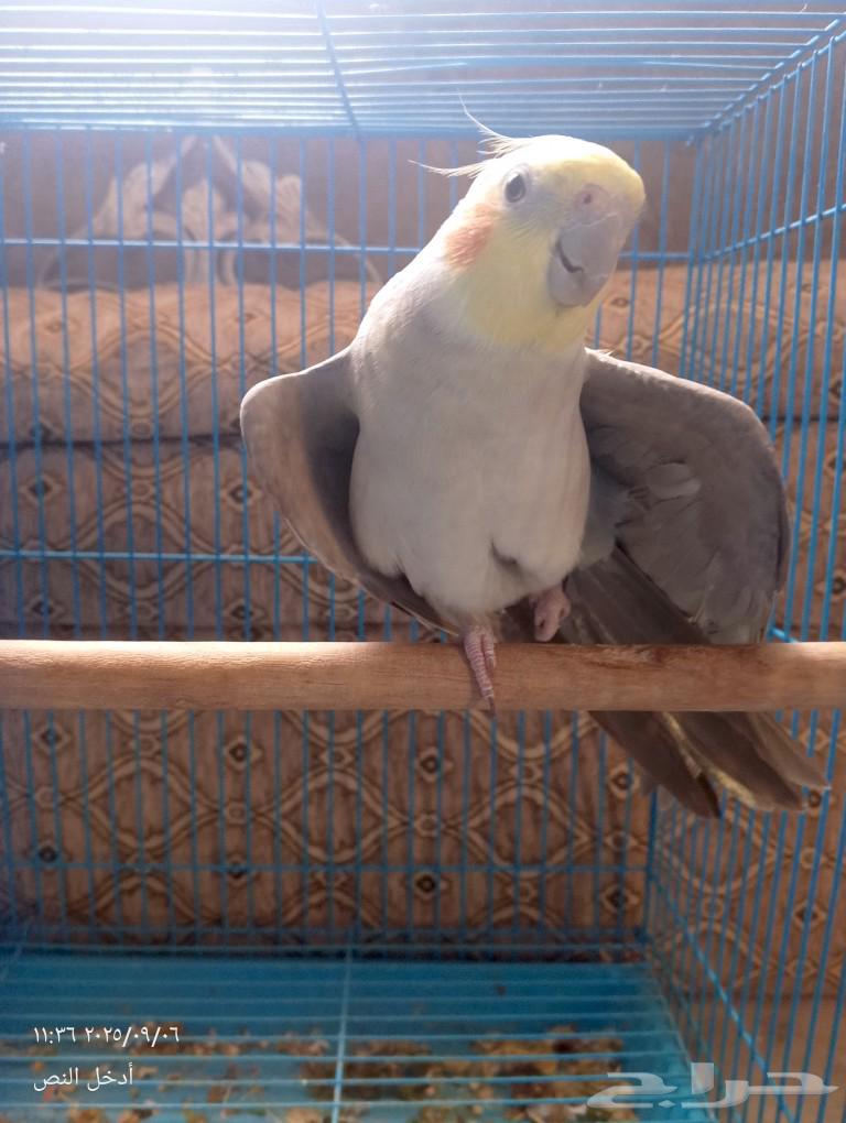 كروان لاتينو64436024740739111