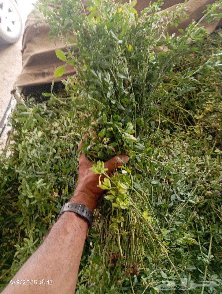 قضب .برسيم حمله للبيع64435217812739110