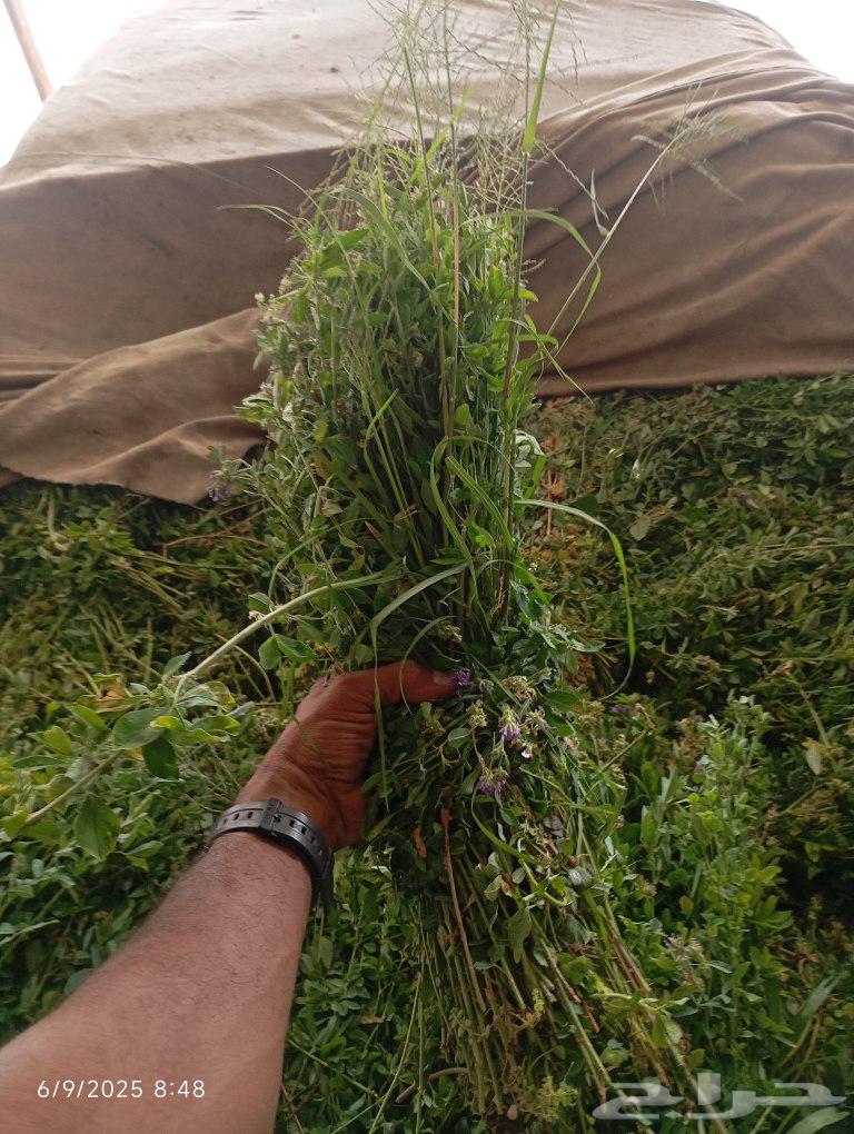 قضب .برسيم حمله للبيع64435217812739111