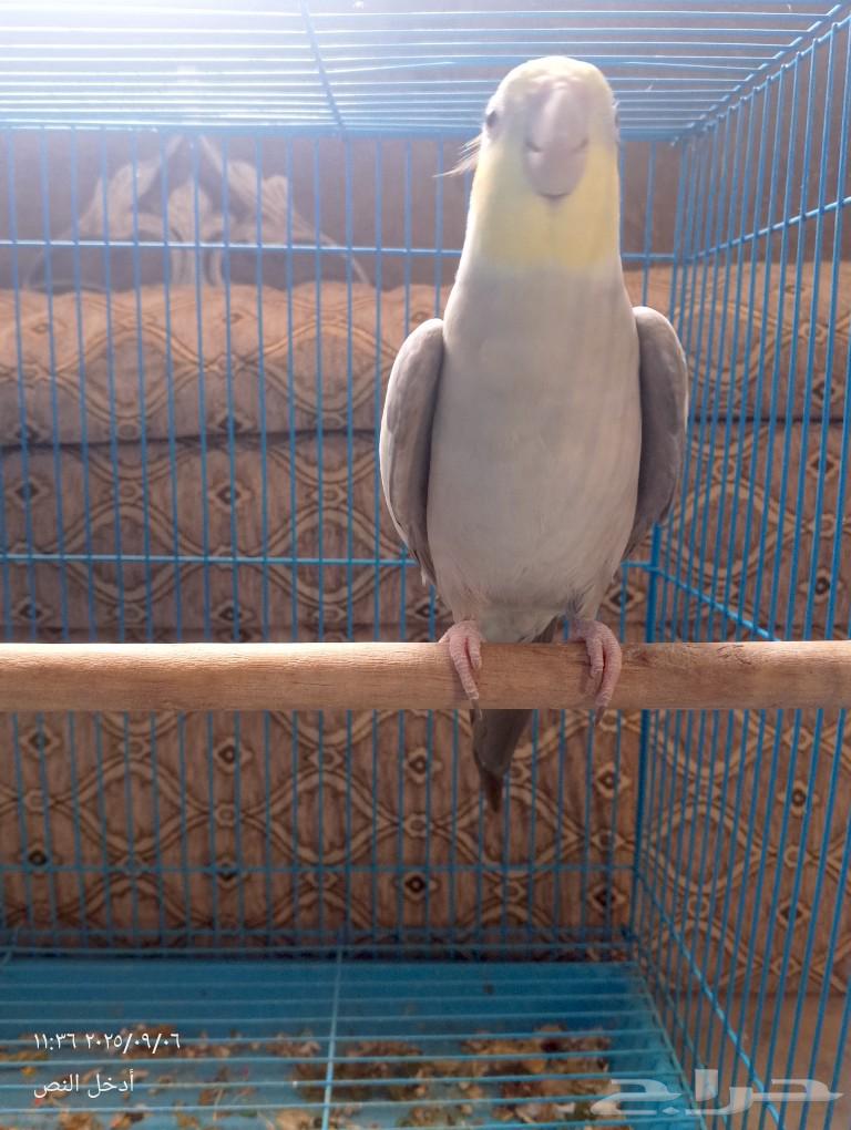 كروان لاتينو64436024740739110