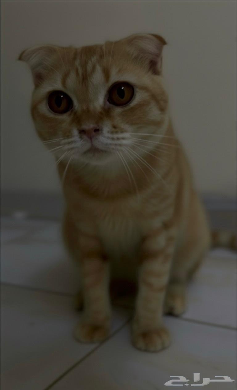 Scottish Fold Cat, Crazy, Spoiled, and Adorable64441883001473110