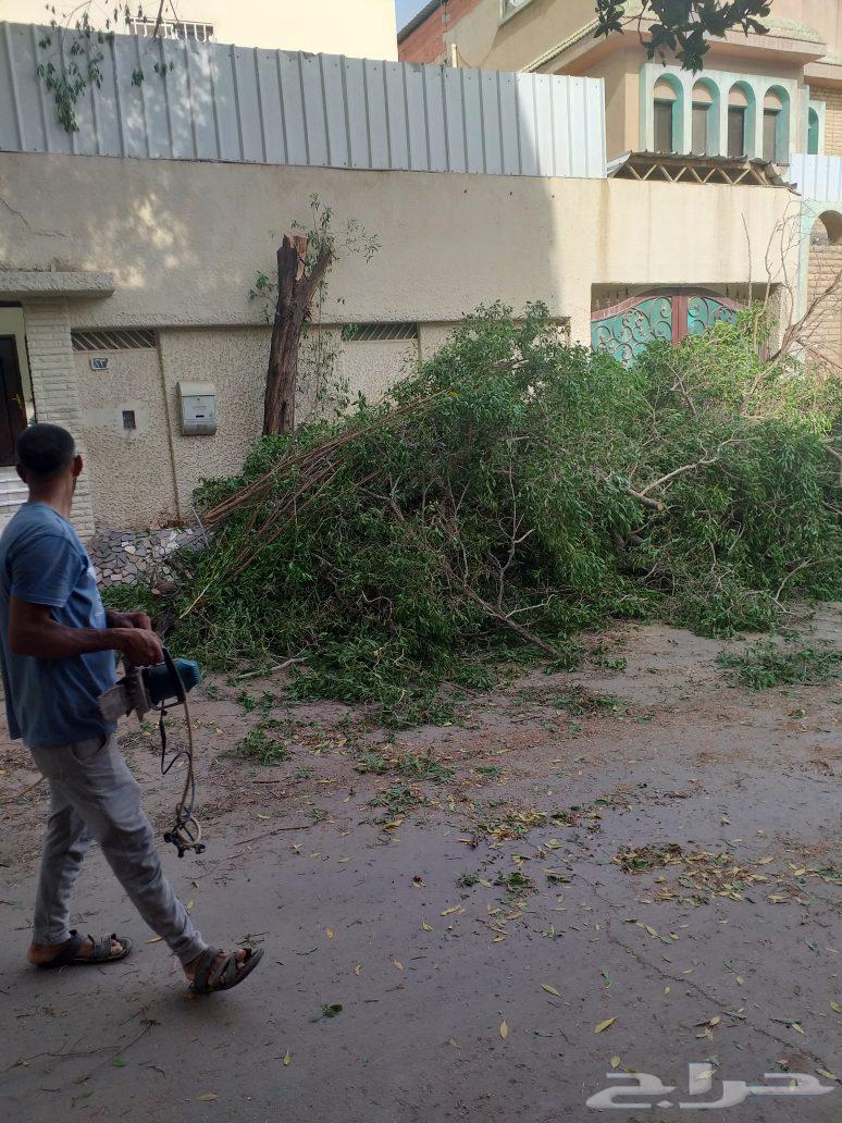 Tree and natural turf cutting64459943049731110