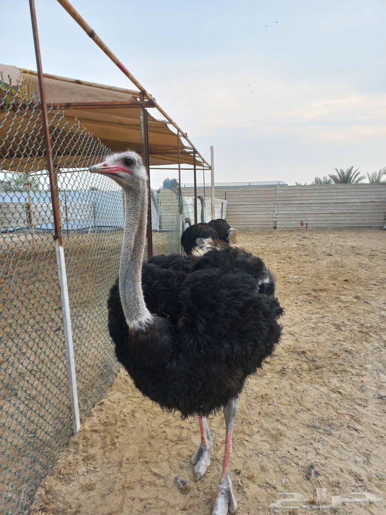 دهن نعام أفريقي لأمراض العظام بدون مقابل64440411066113111