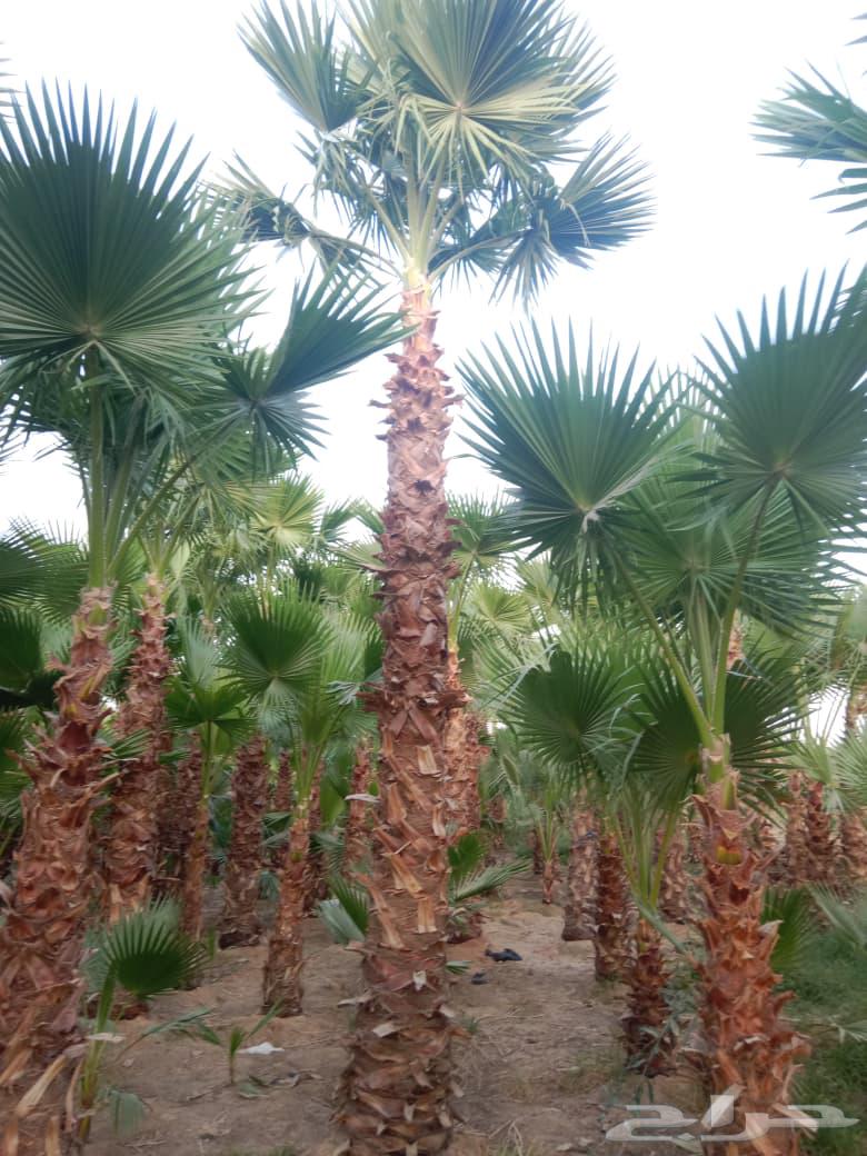 American Washingtonia decorative palm tree with fan-shaped leaves64143390185859112