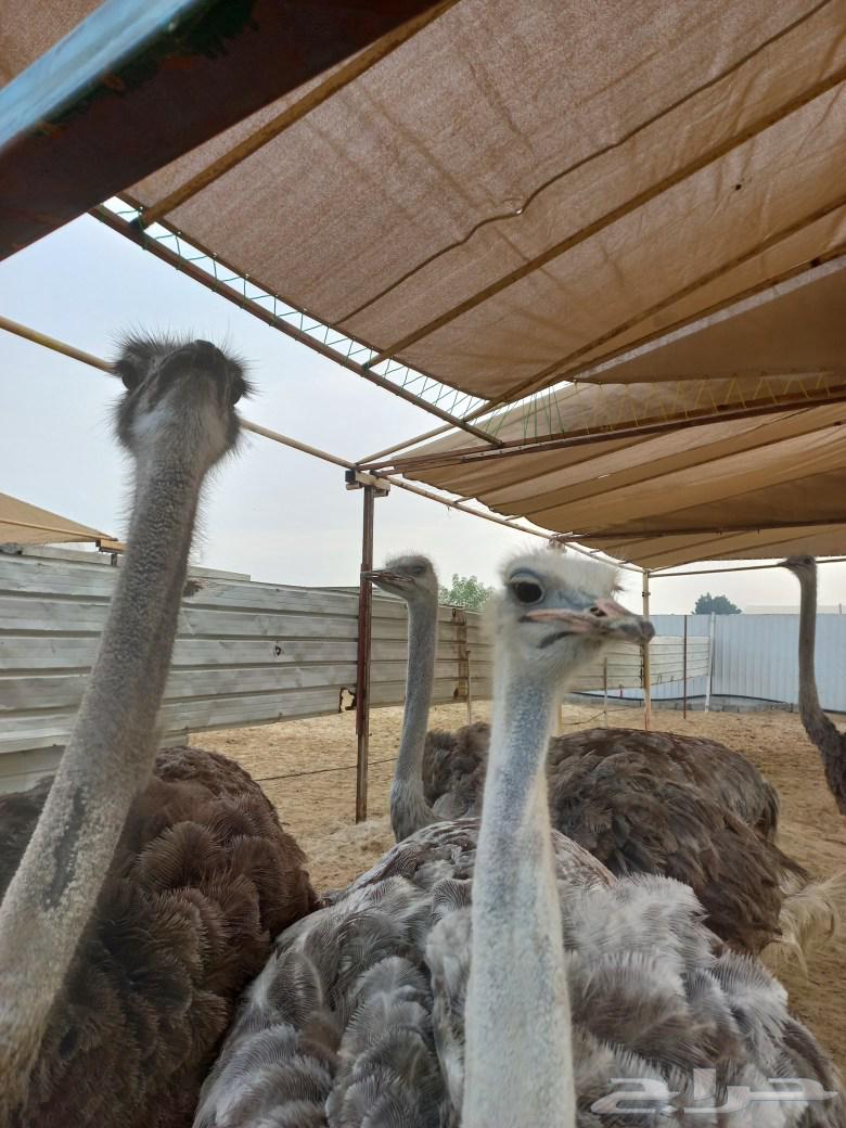 دهن نعام أفريقي لأمراض العظام بدون مقابل64440411066113110