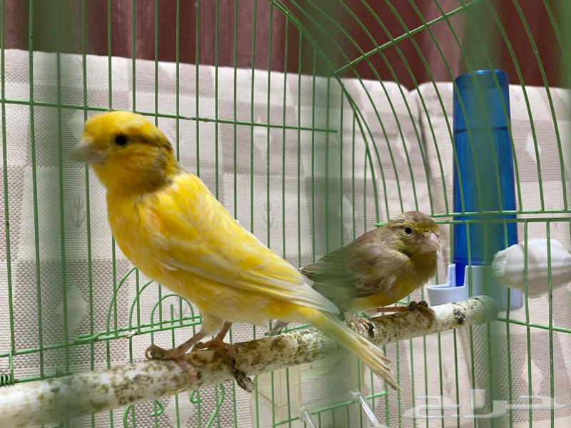 زوج من الكناري64439009440898110