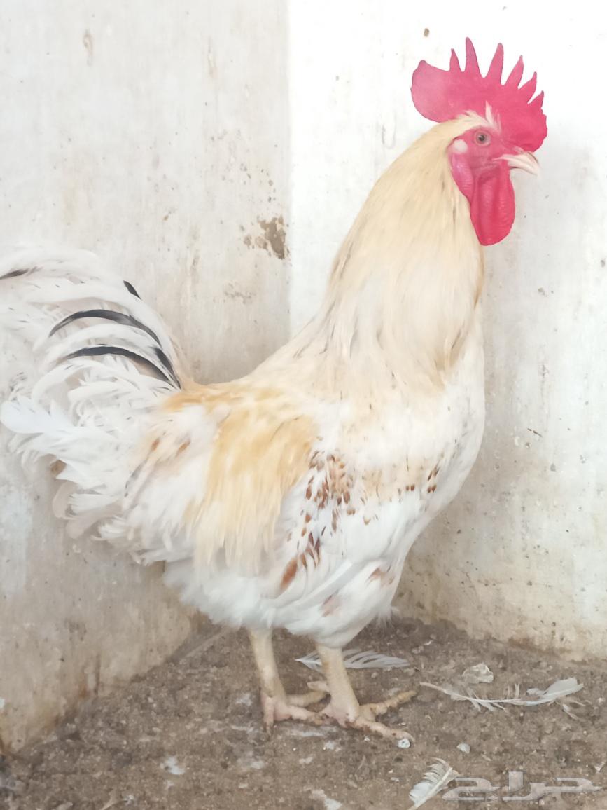 ديكين لوهمان مخرج 2564438955338243113