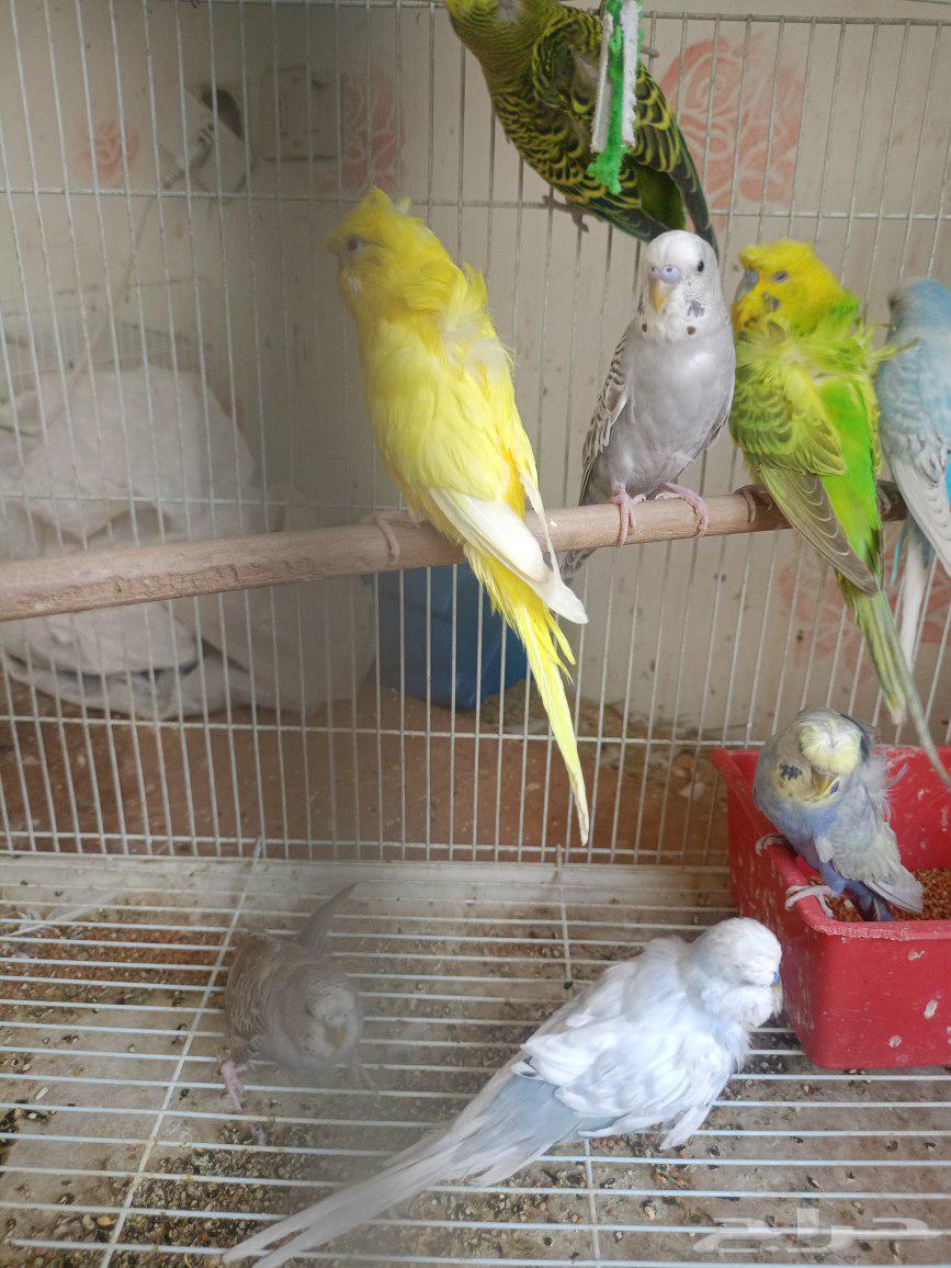 طيور حب إنكليزي وهوقو واسترالي64436239923841114