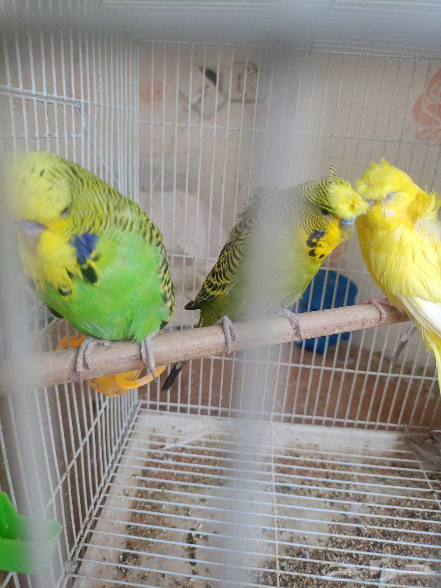 طيور حب إنكليزي وهوقو واسترالي64436239923841111