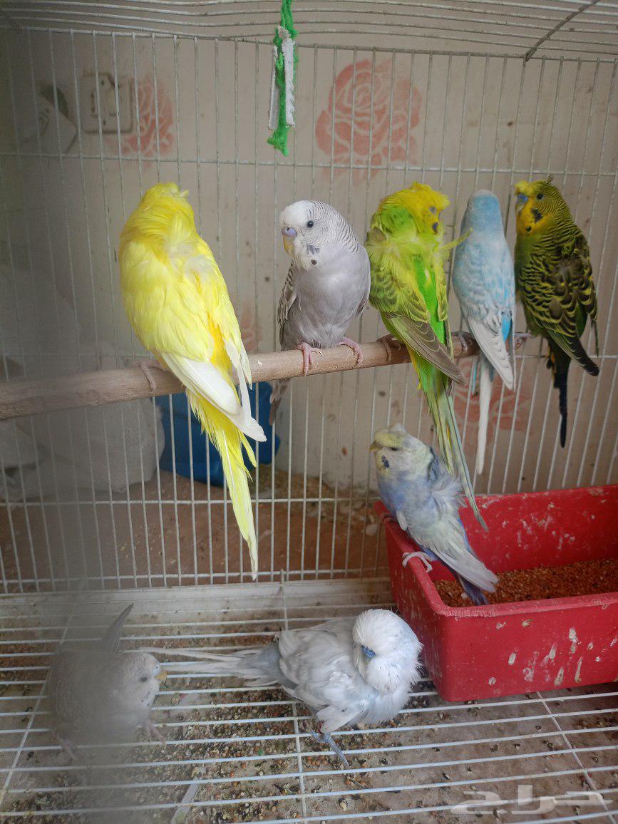 طيور حب إنكليزي وهوقو واسترالي64436239923841113