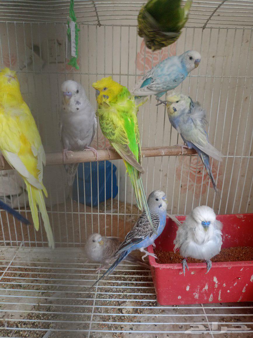 طيور حب إنكليزي وهوقو واسترالي64436239923841110