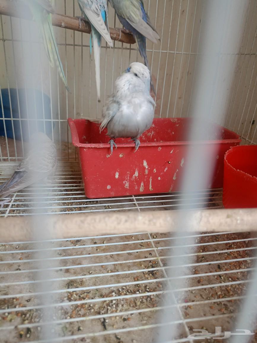 طيور حب إنكليزي وهوقو واسترالي64436239923841112