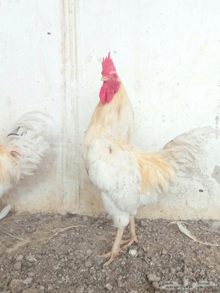 ديكين لوهمان مخرج 2564438955338243111