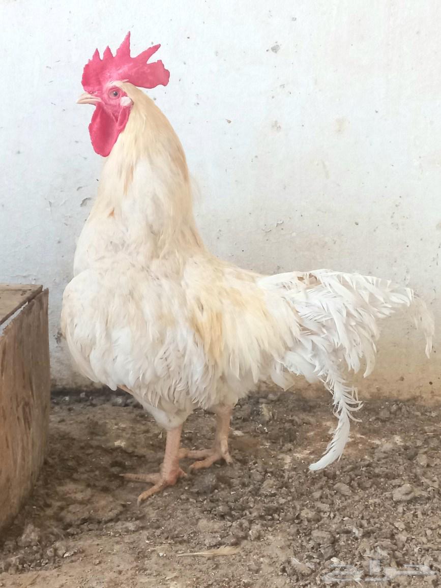 ديكين لوهمان مخرج 2564438955338243112