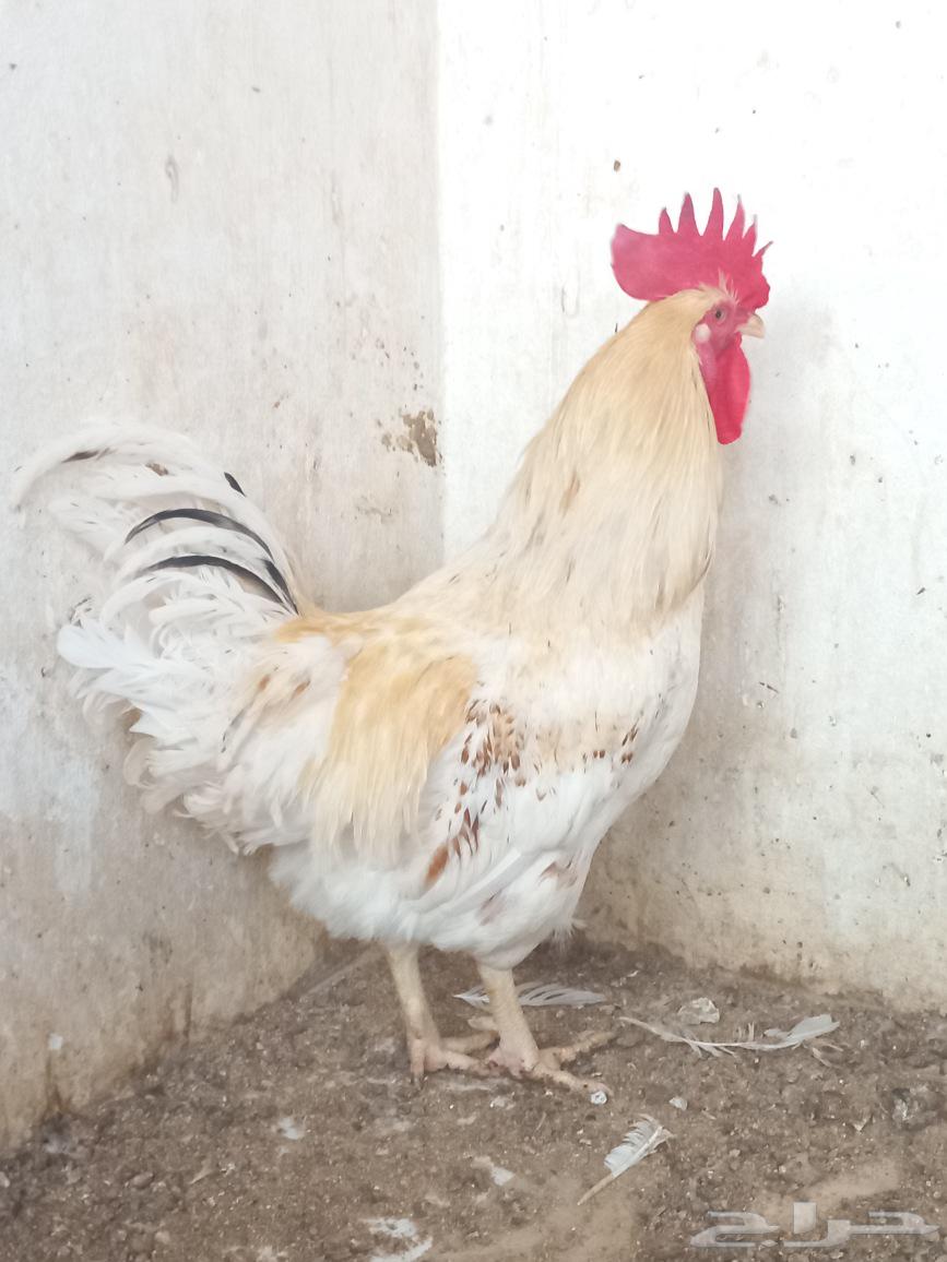 ديكين لوهمان مخرج 2564438955338243114