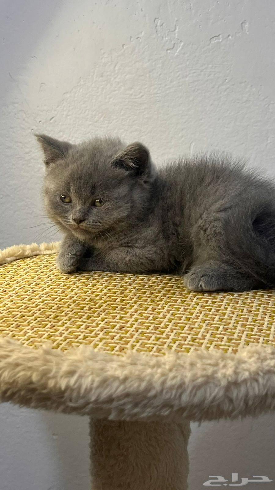 cat64433926562179111