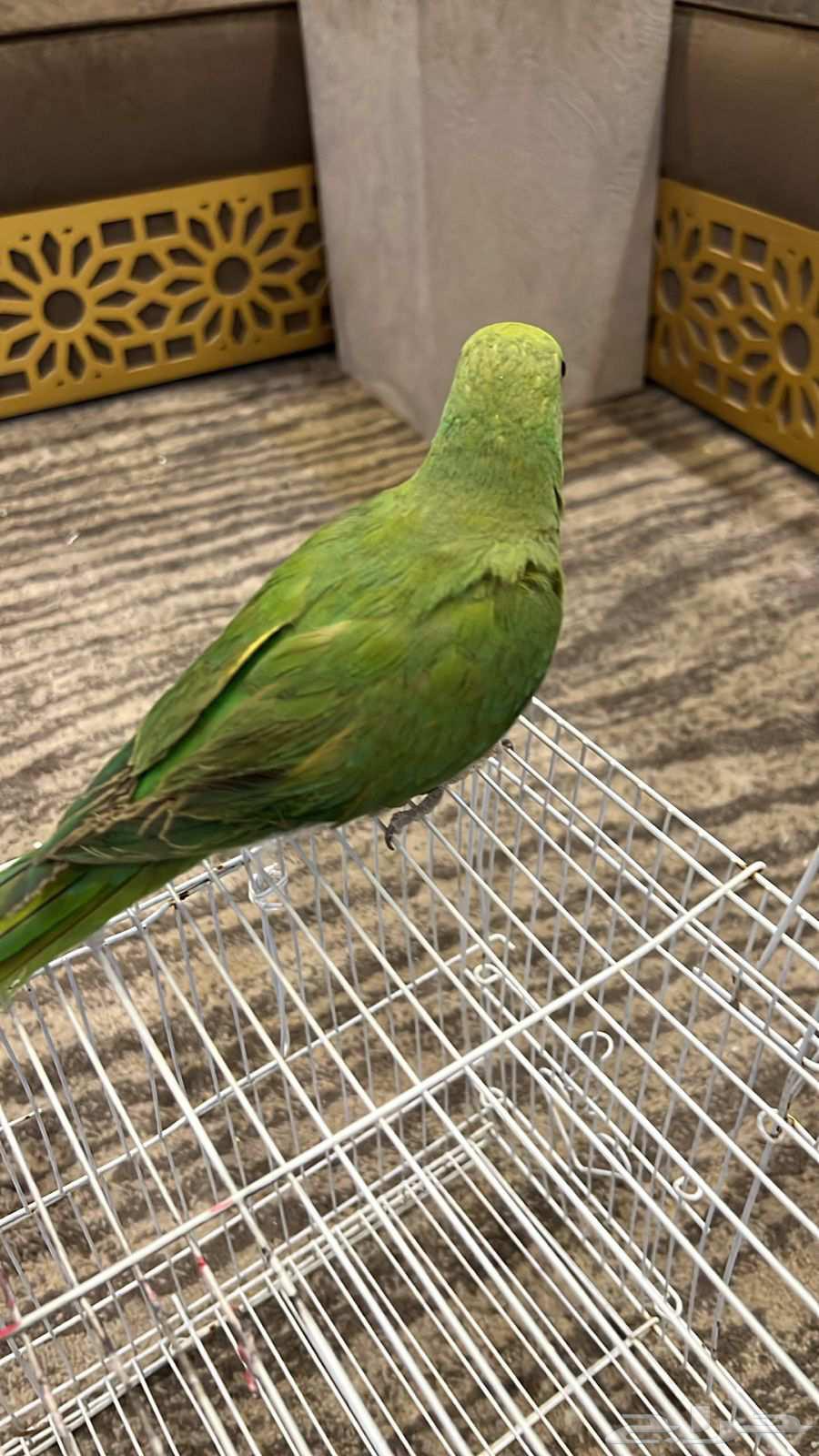 ببغاء درة للبيع العمر تقريبا 9 أشهر غير معترف الجنس أليف64437733539203110