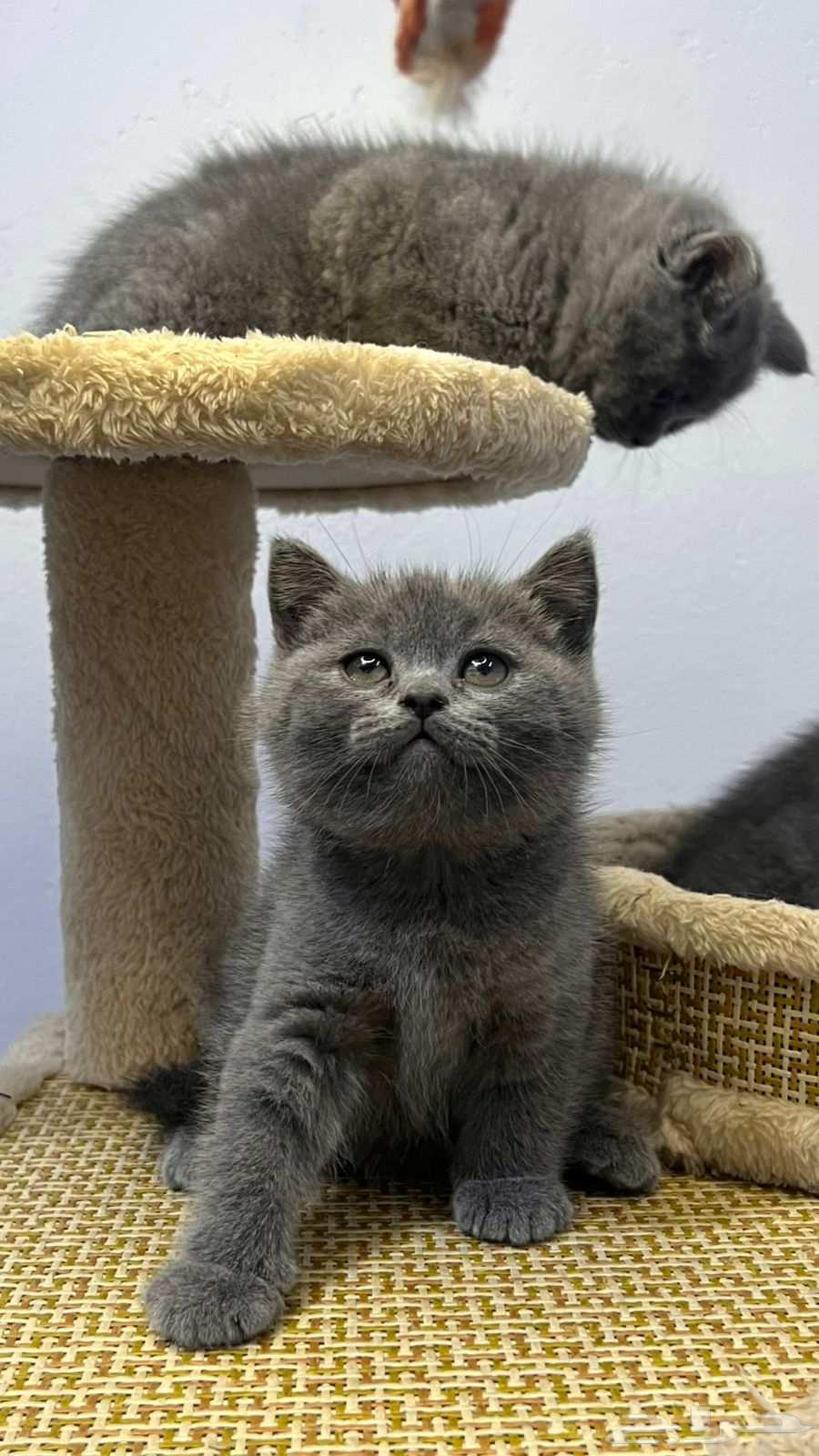 cat64433926562179110