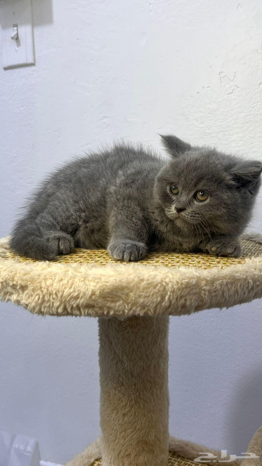 cat64433926562179112