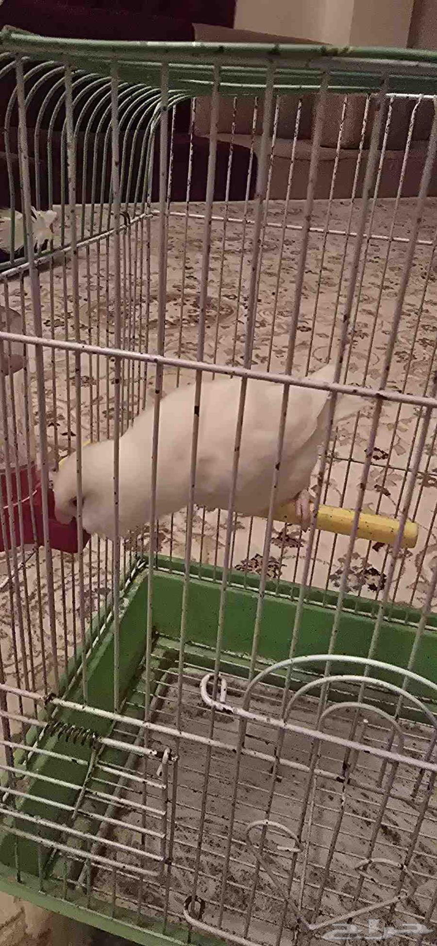 طير روز للبيع64440887697922110