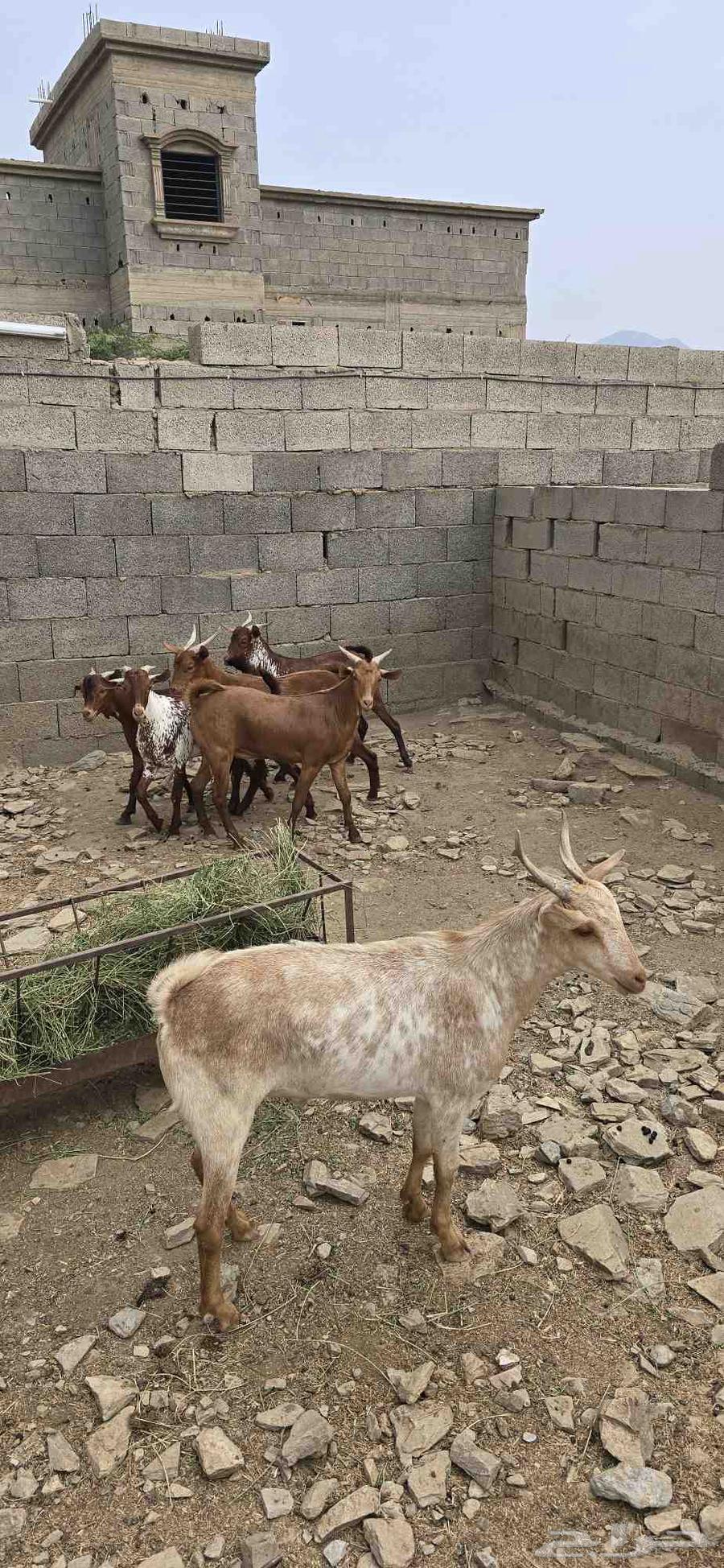 تيوس دهم و وشح مخصى نظيفة شرط64439829483009111