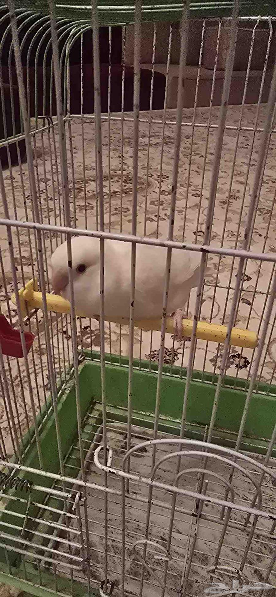 طير روز للبيع64440887697922111