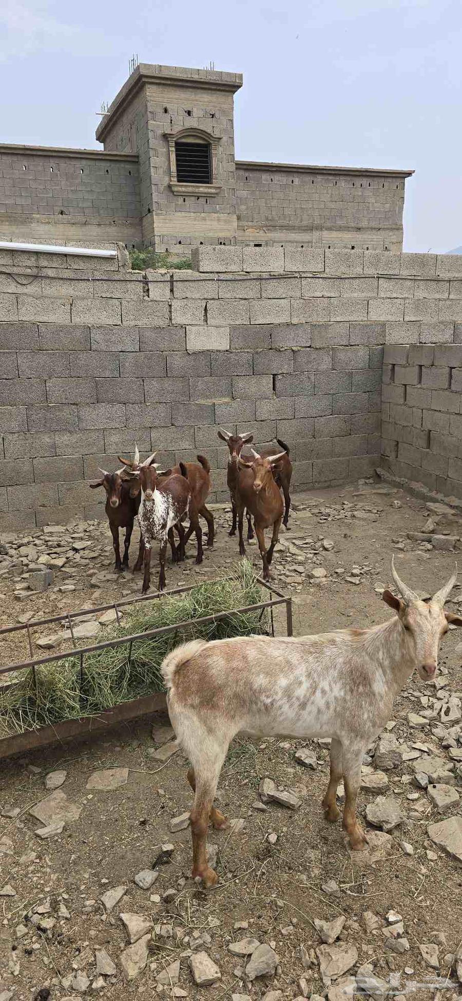 تيوس دهم و وشح مخصى نظيفة شرط64439829483009110